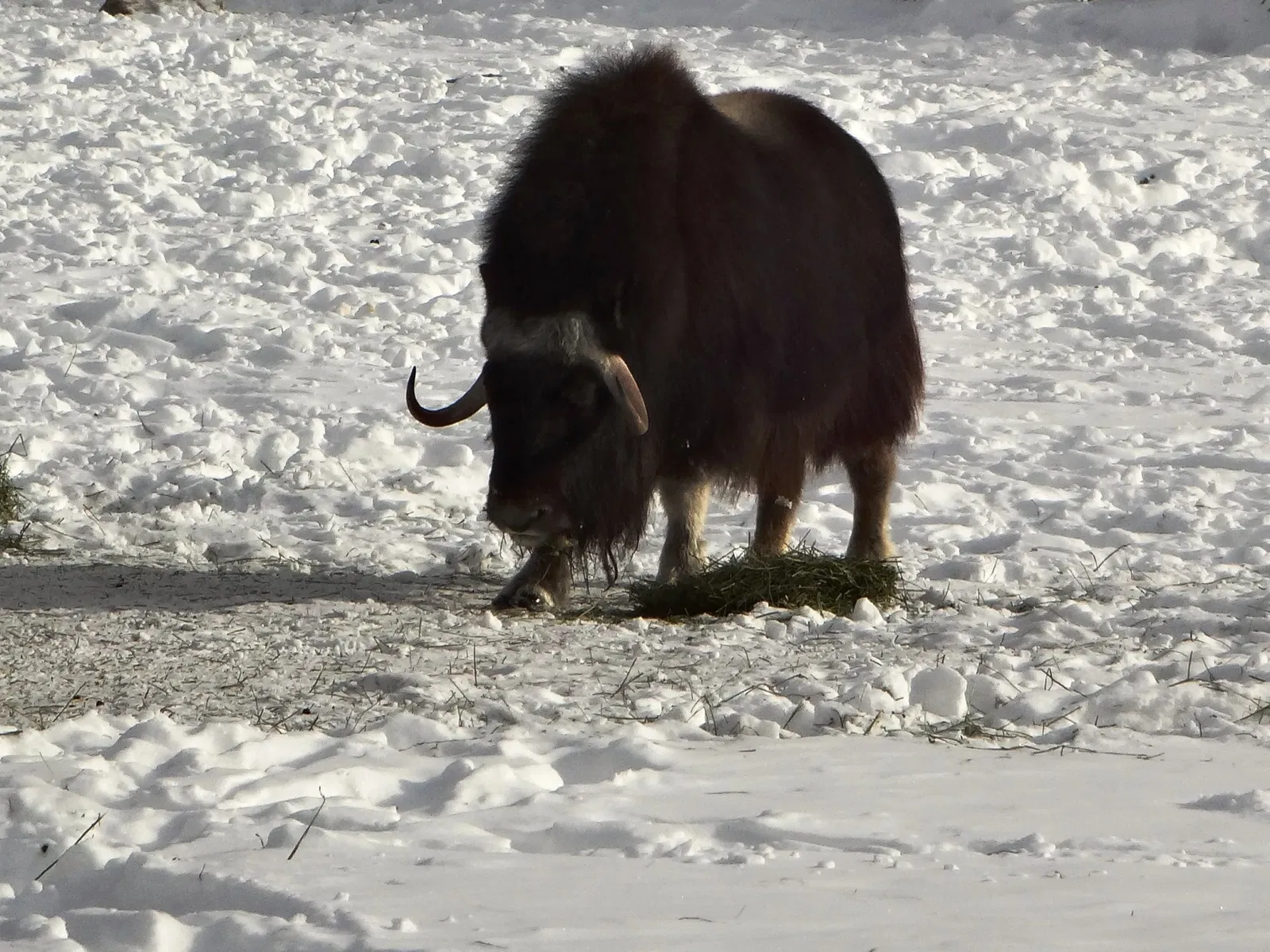 Assiniboine Park Zoo