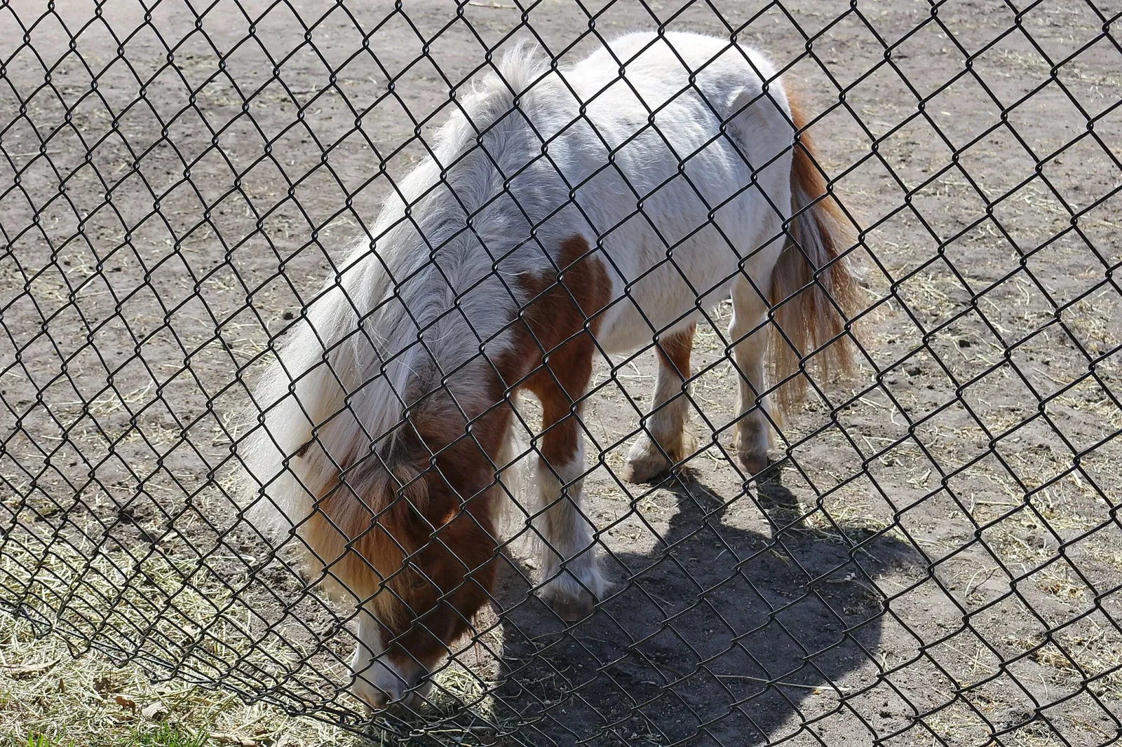 Assiniboine Park Zoo