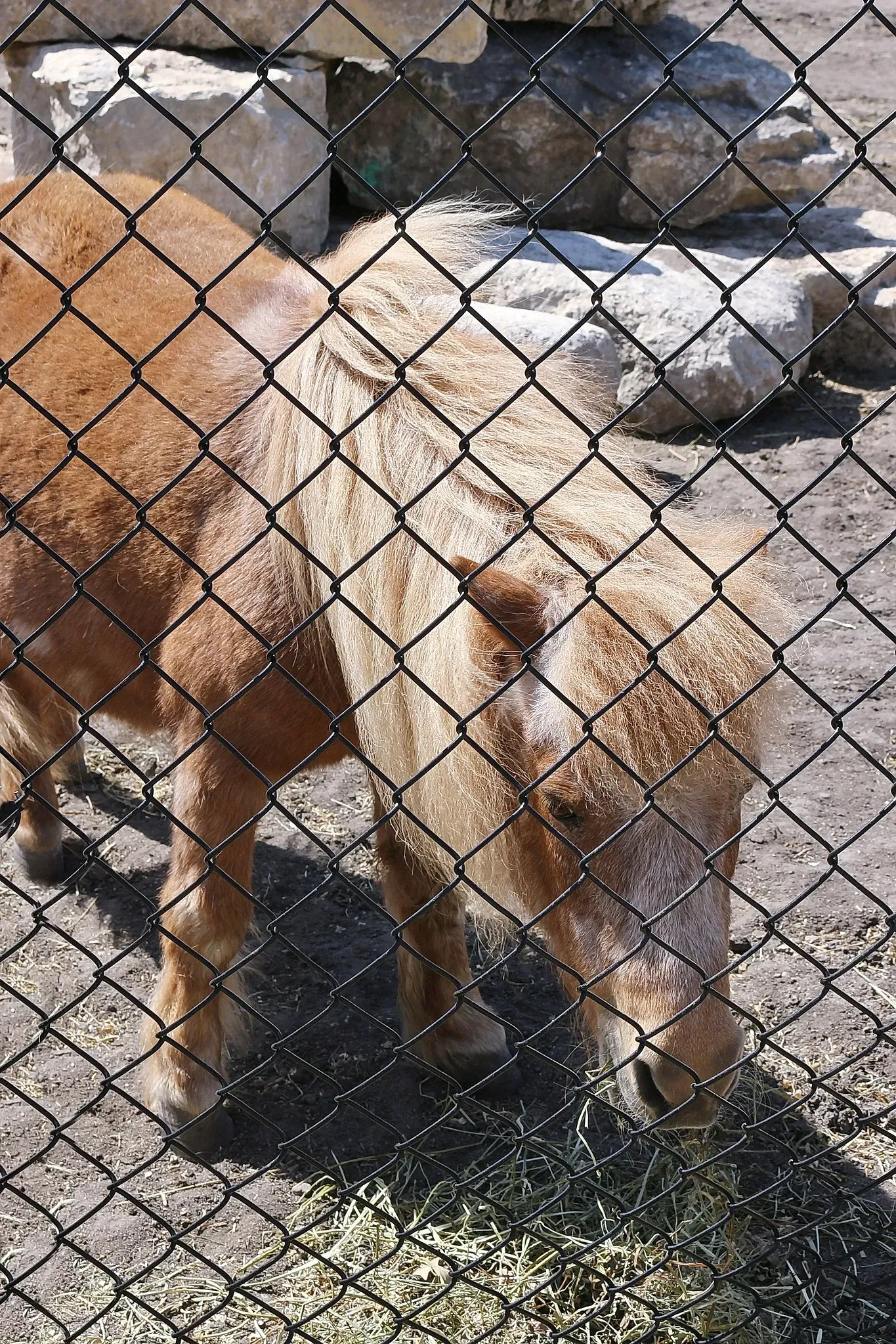 Assiniboine Park Zoo