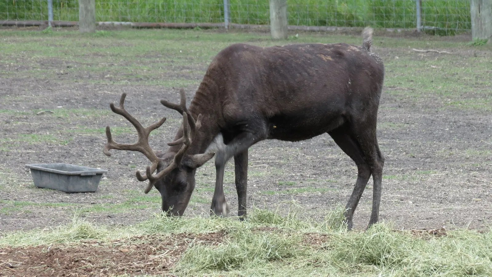 Assiniboine Park Zoo