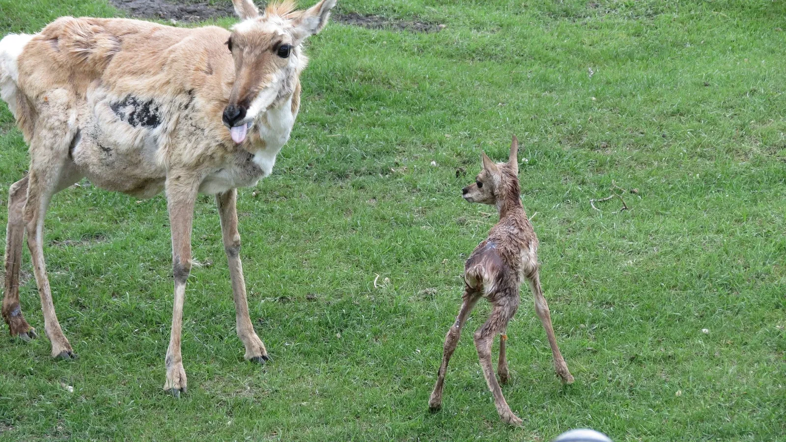 Assiniboine Park Zoo