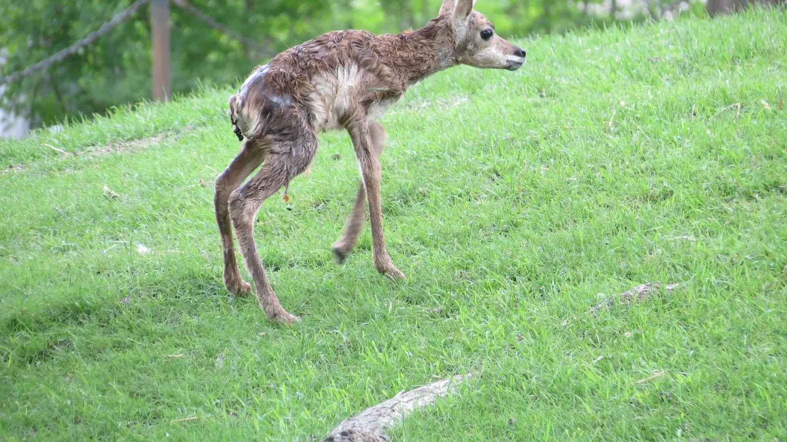 Assiniboine Park Zoo