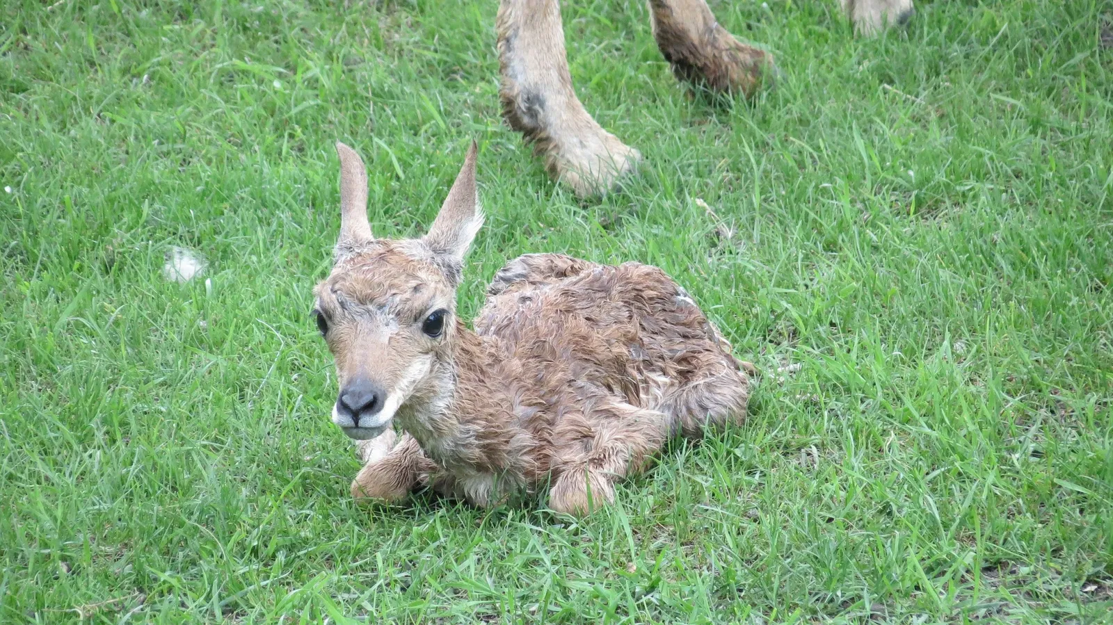 Assiniboine Park Zoo