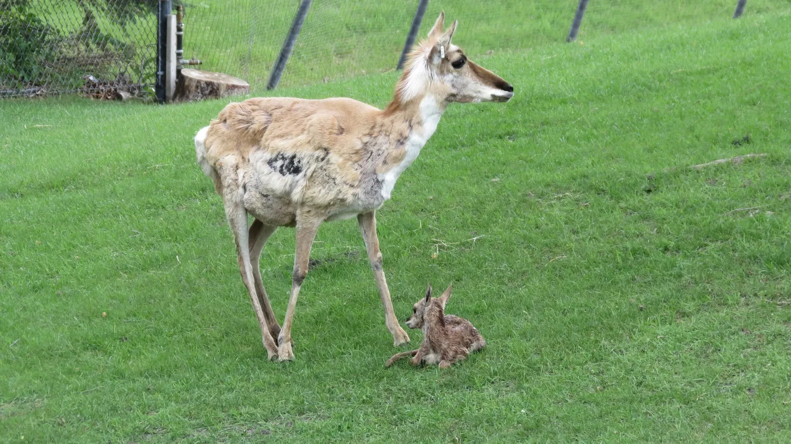 Assiniboine Park Zoo