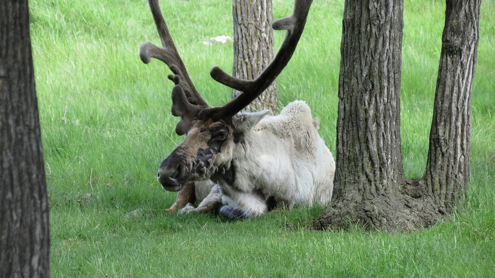 Assiniboine Park Zoo