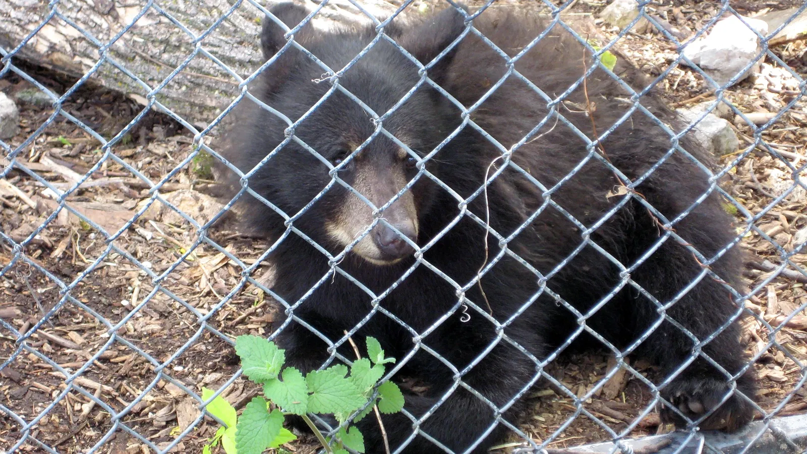 Assiniboine Park Zoo