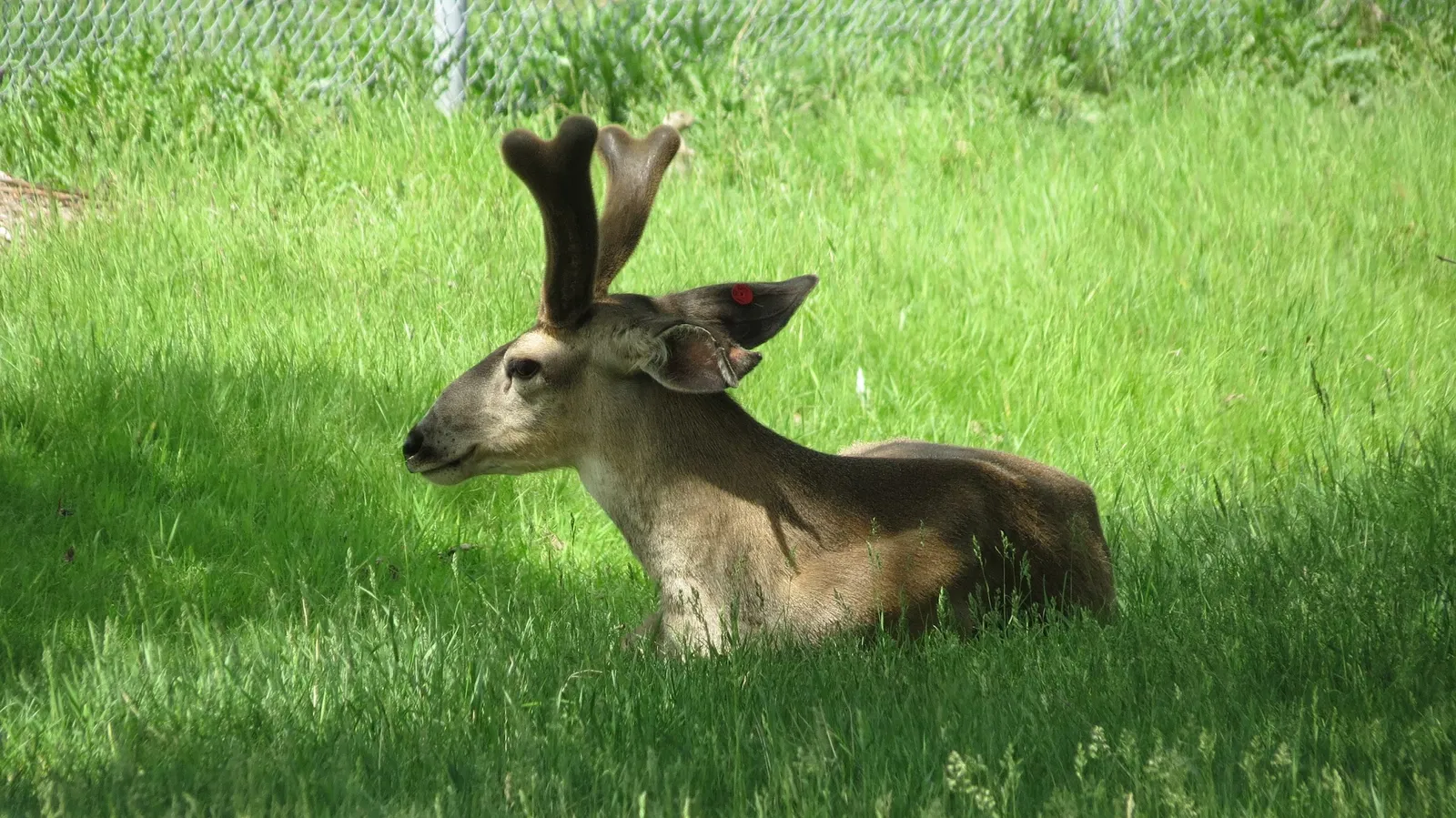Assiniboine Park Zoo