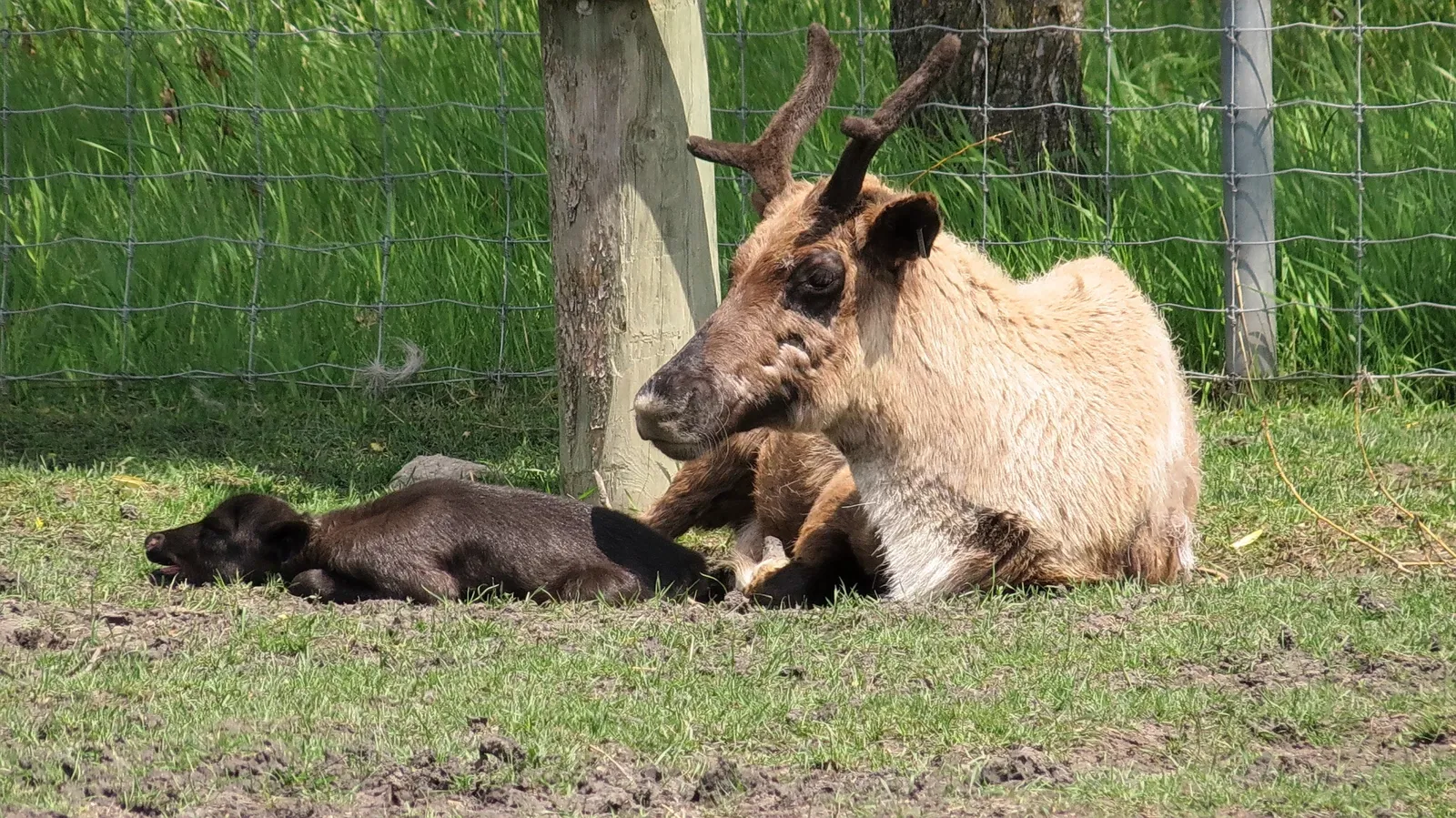 Assiniboine Park Zoo