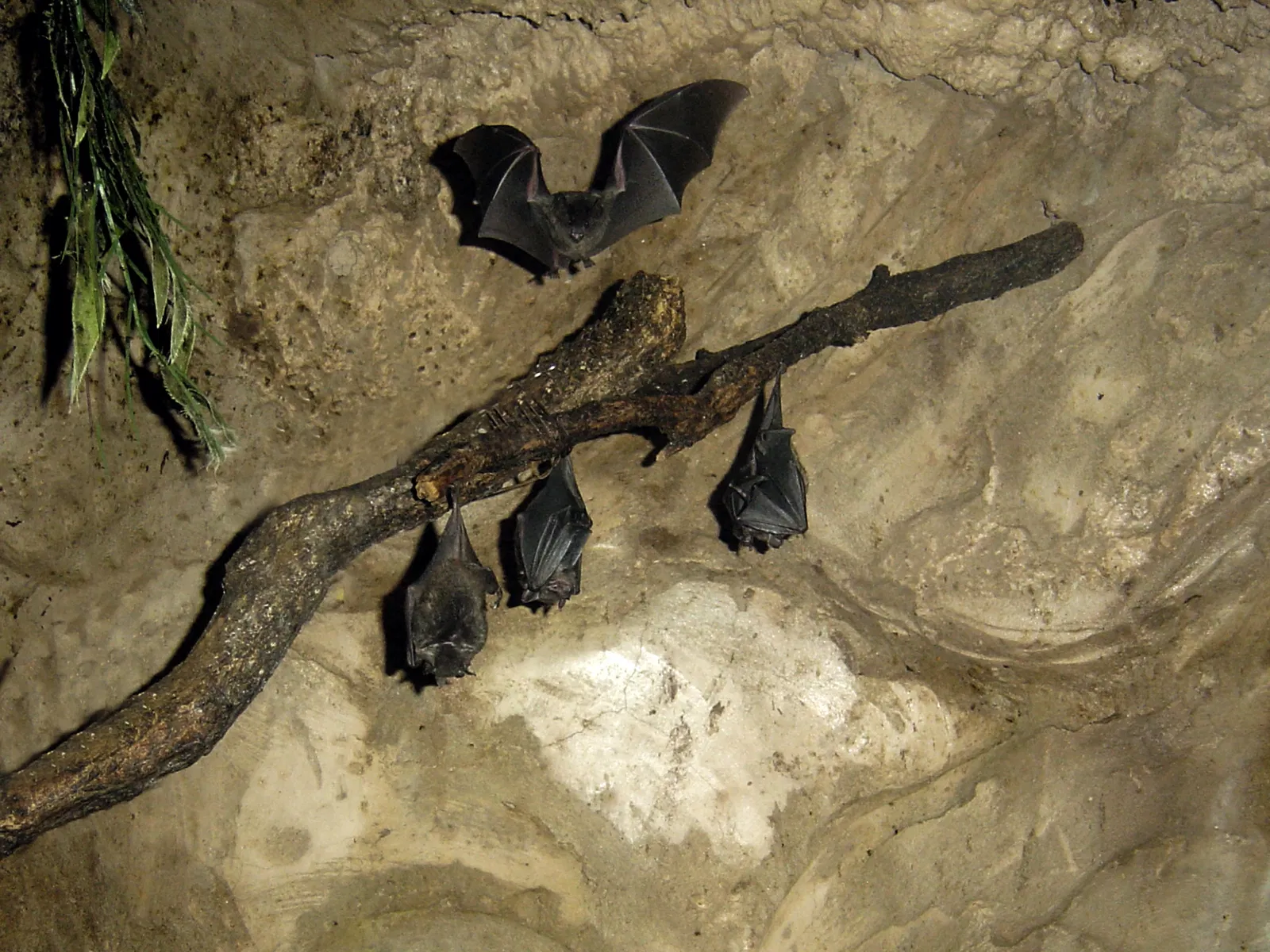 Assiniboine Park Zoo