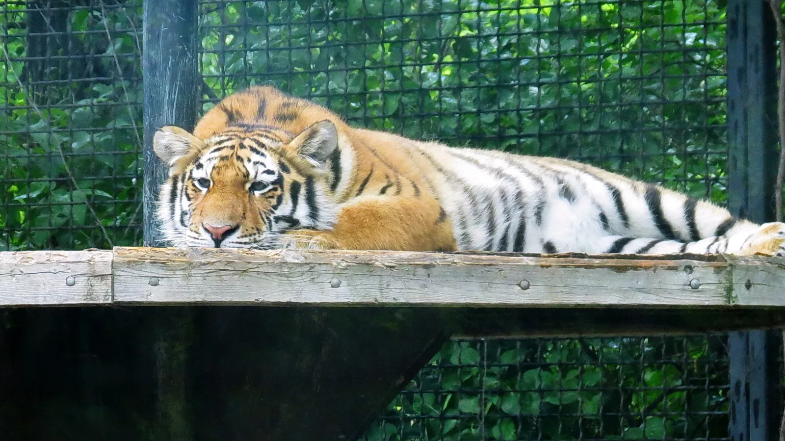 Assiniboine Park Zoo