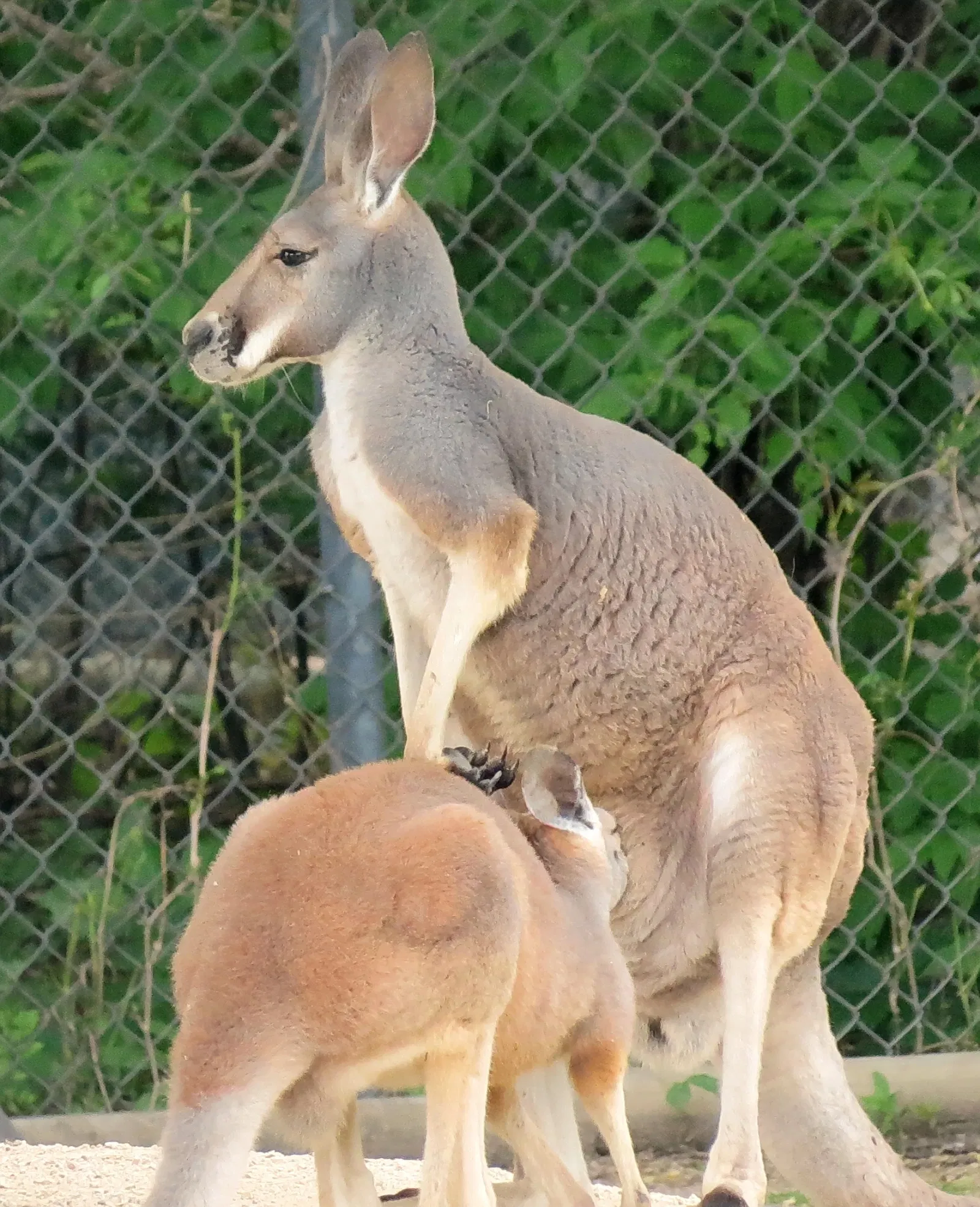 Assiniboine Park Zoo