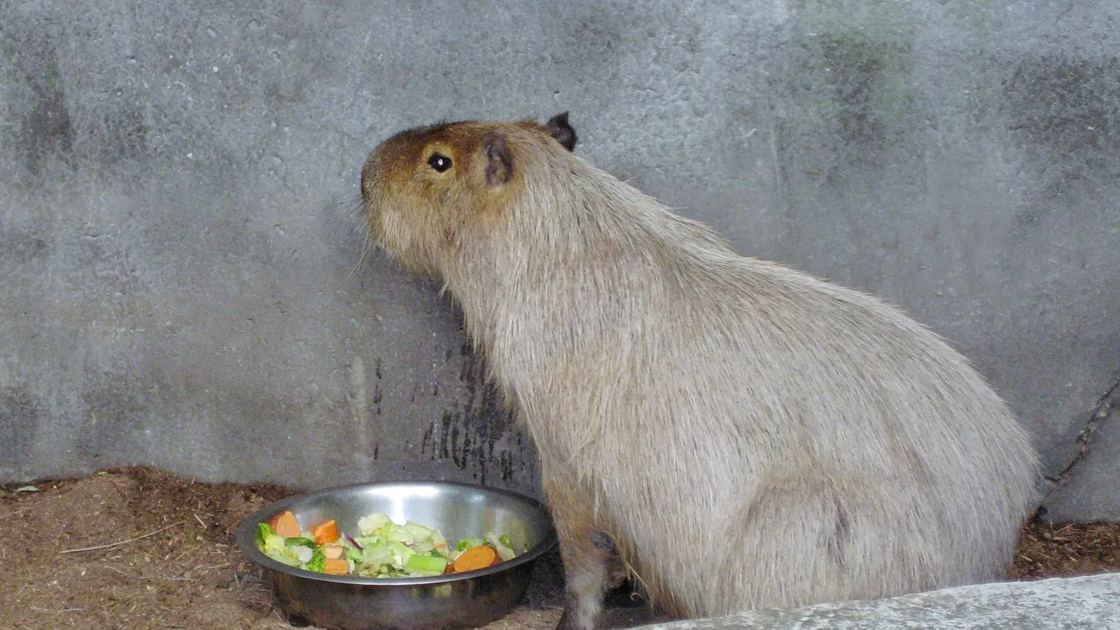Assiniboine Park Zoo