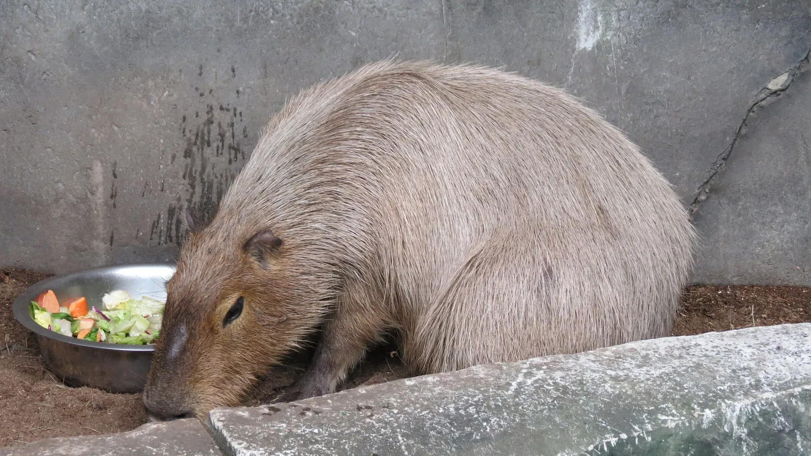 Assiniboine Park Zoo