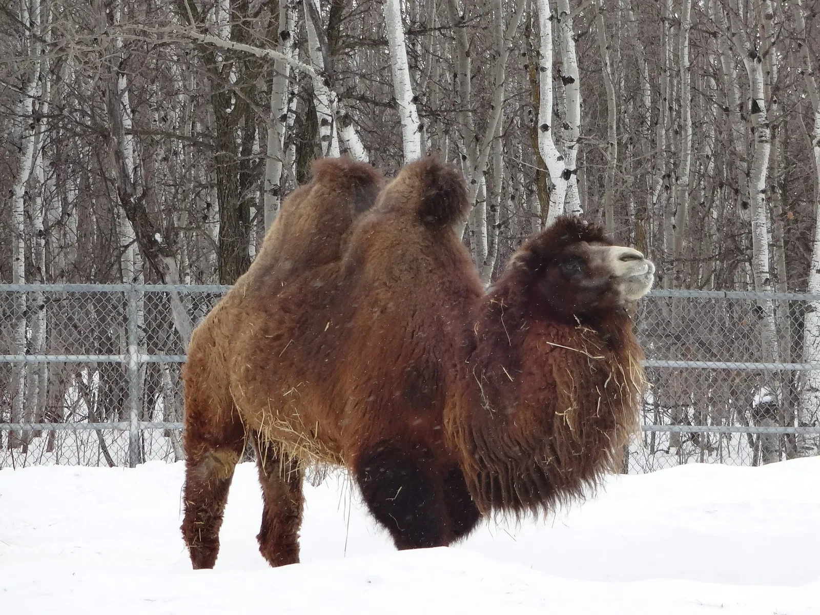 Assiniboine Park Zoo