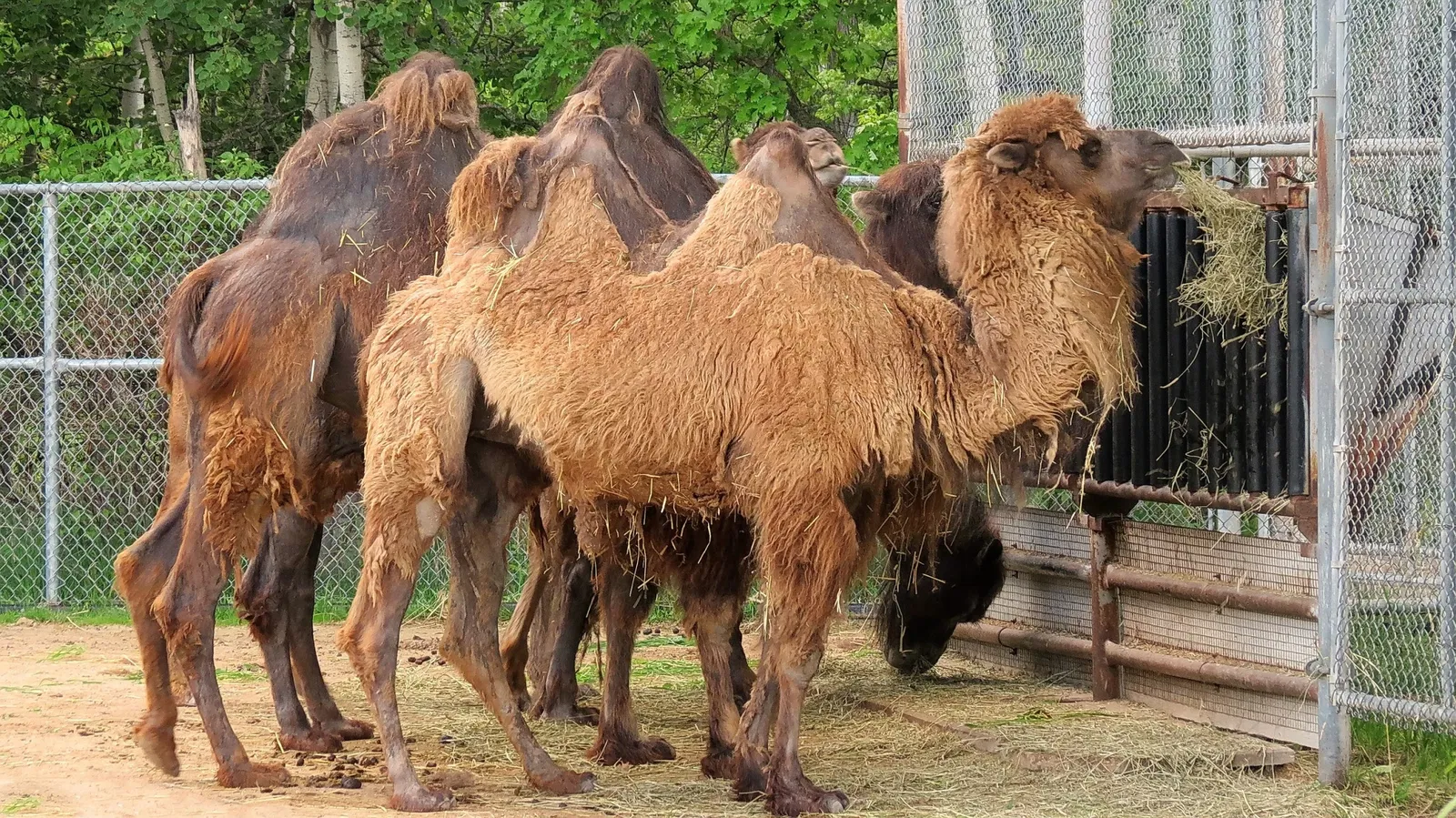 Assiniboine Park Zoo