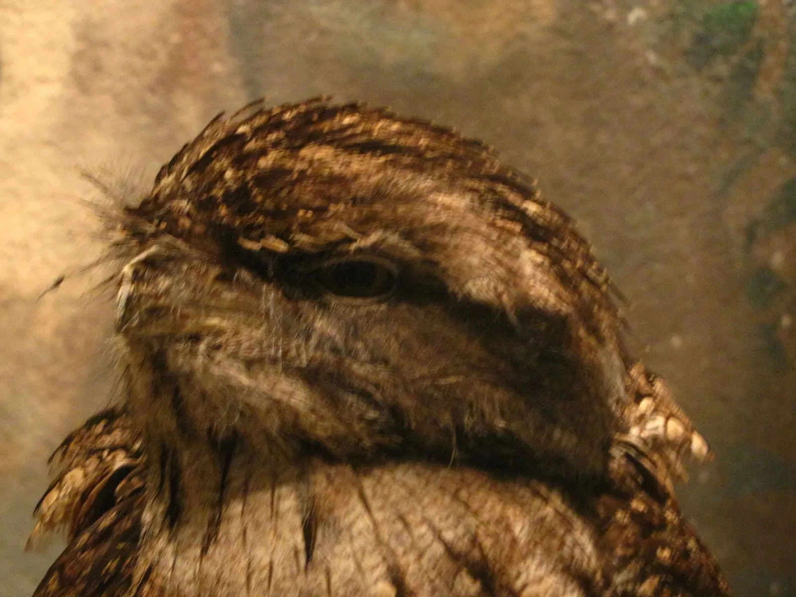 Assiniboine Park Zoo