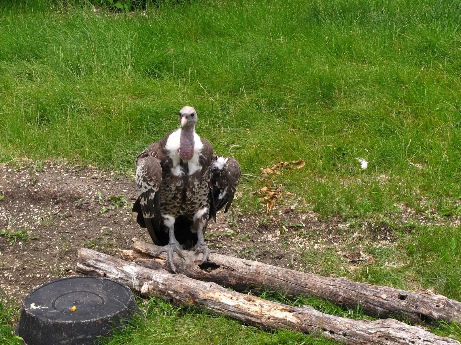 Assiniboine Park Zoo