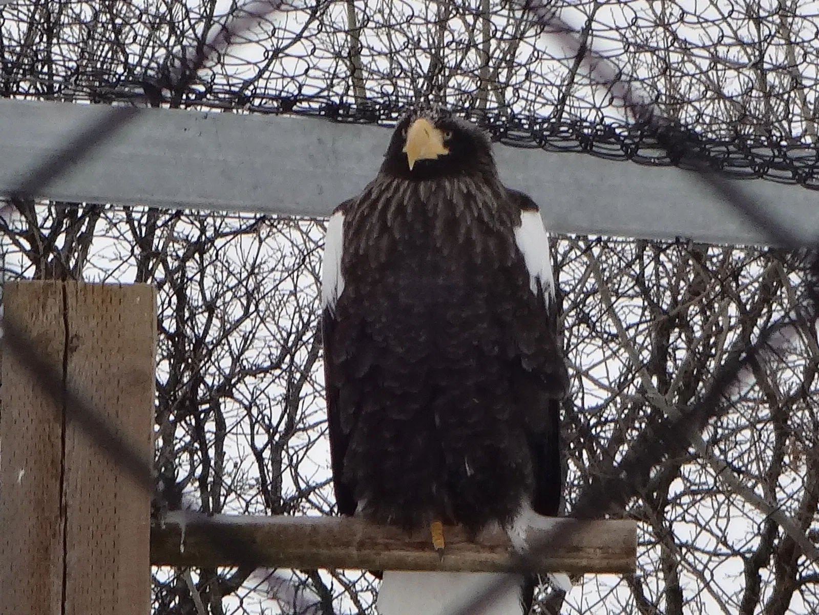 Assiniboine Park Zoo
