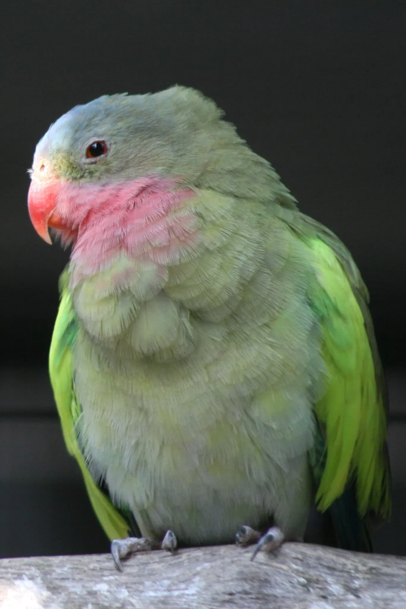 Assiniboine Park Zoo