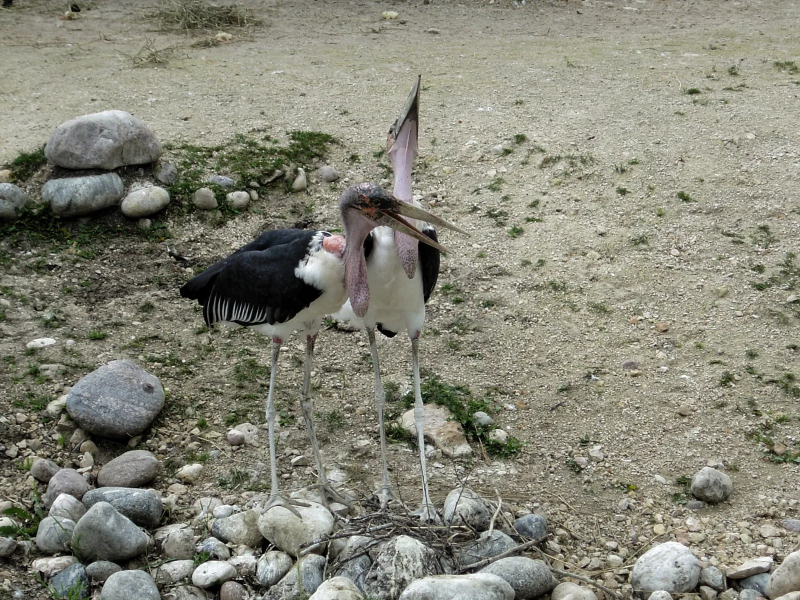 Assiniboine Park Zoo