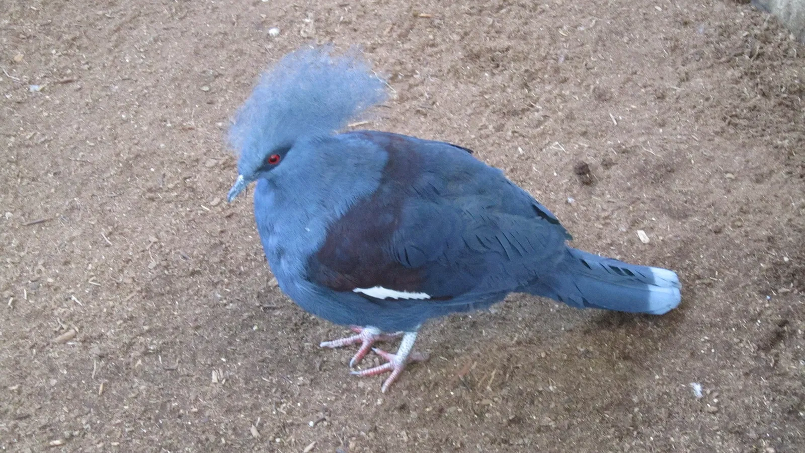 Assiniboine Park Zoo