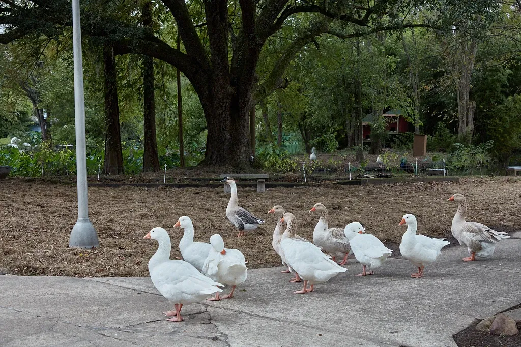 Louisiana Purchase Gardens & Zoo