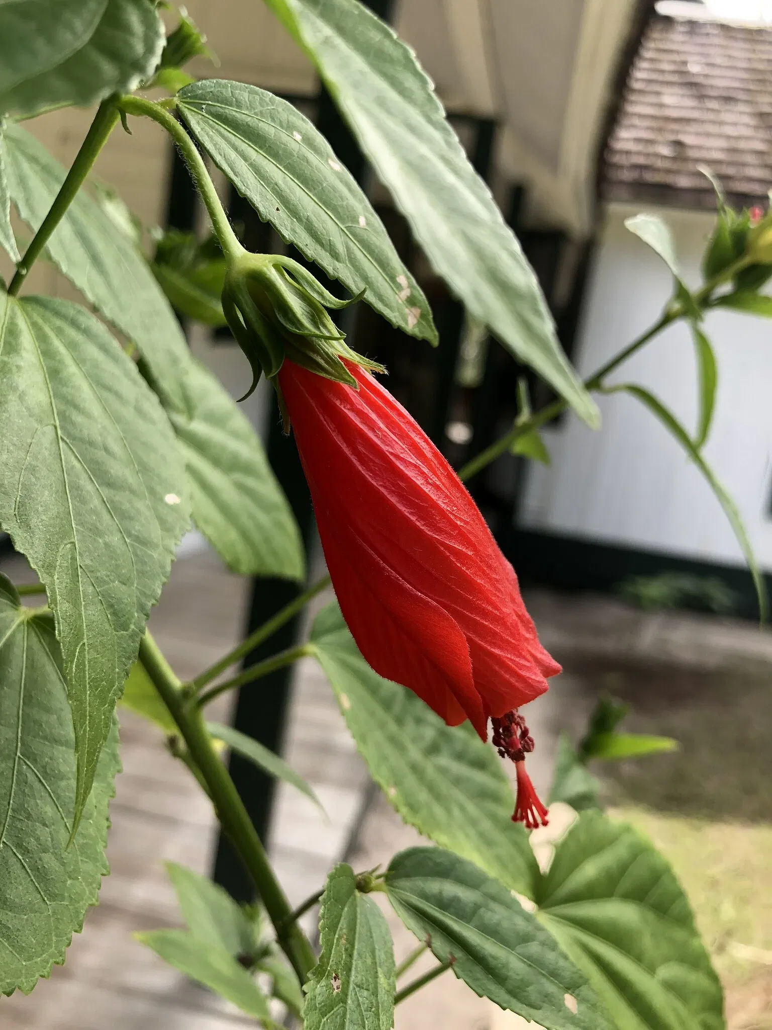 Marjorie Kinnan Rawlings Historic State Park