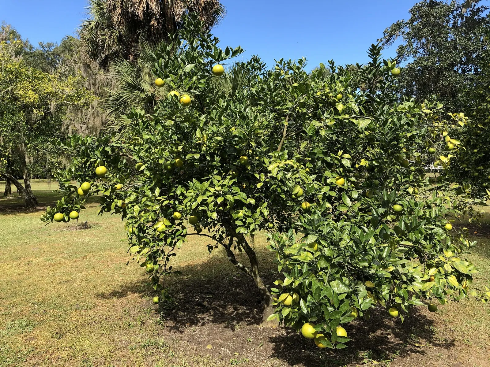 Marjorie Kinnan Rawlings Historic State Park