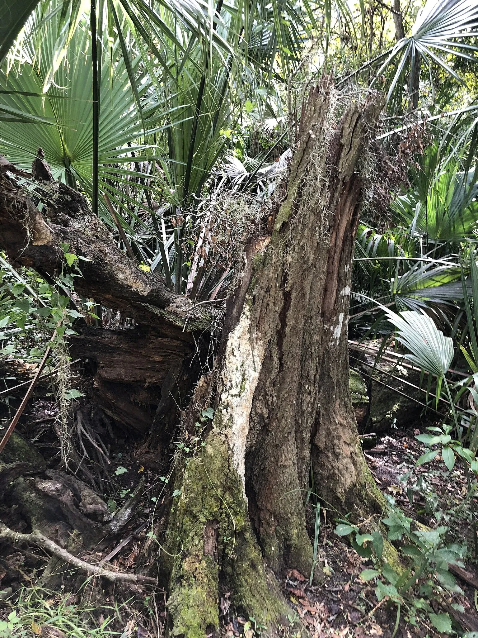 Marjorie Kinnan Rawlings Historic State Park