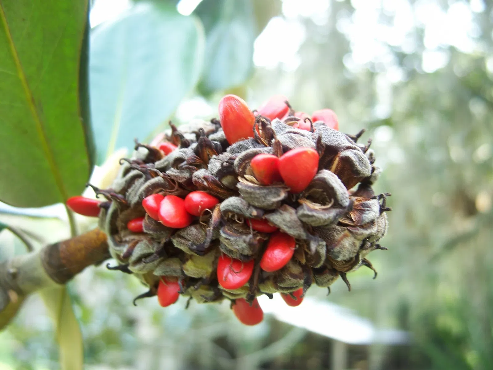 Marjorie Kinnan Rawlings Historic State Park