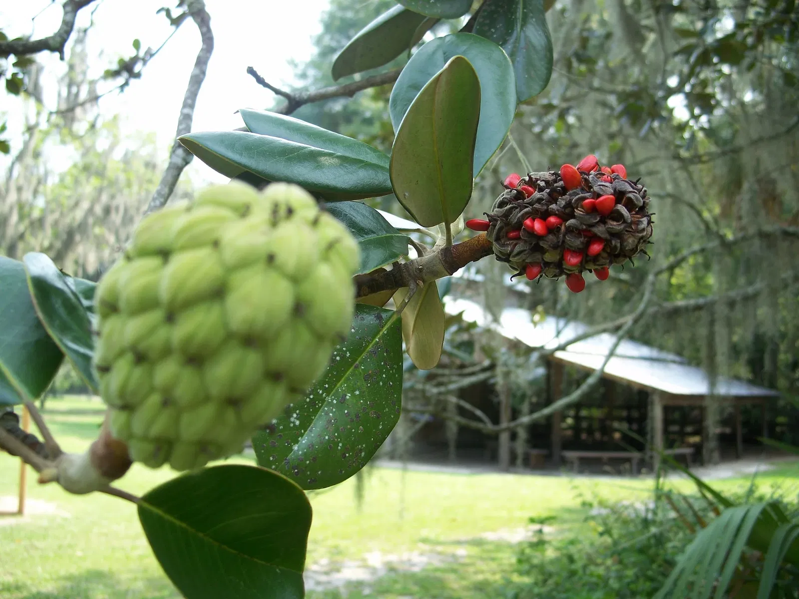Marjorie Kinnan Rawlings Historic State Park