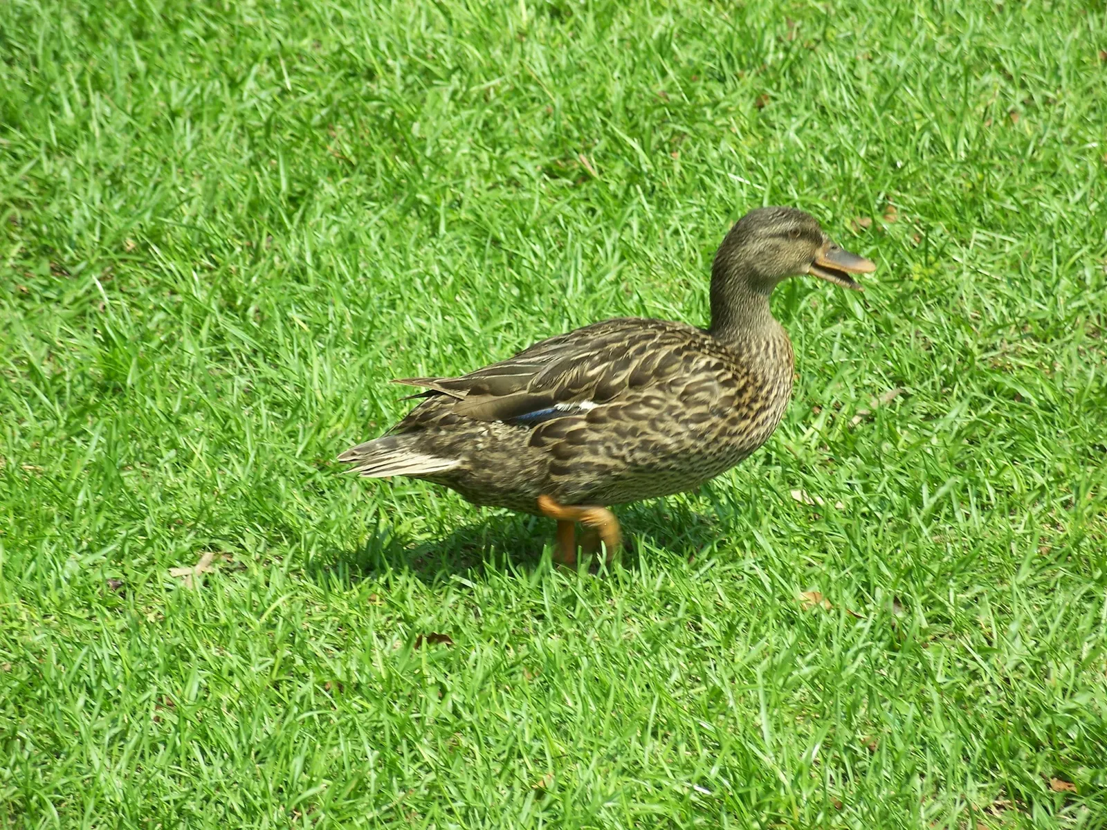 Marjorie Kinnan Rawlings Historic State Park