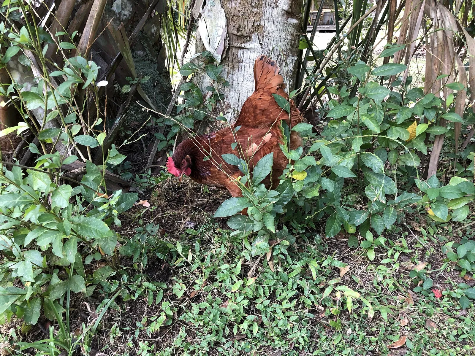 Marjorie Kinnan Rawlings Historic State Park