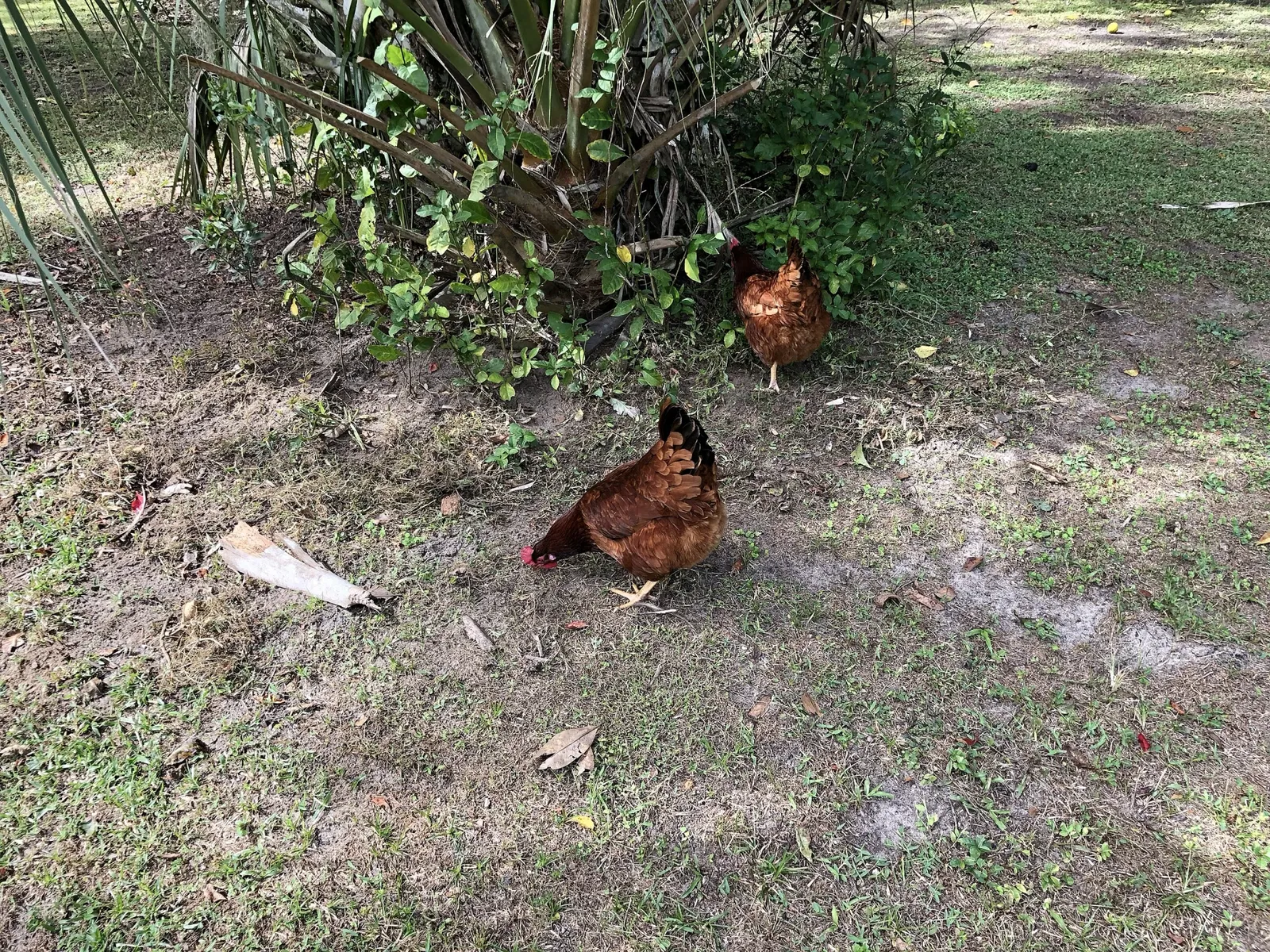 Marjorie Kinnan Rawlings Historic State Park