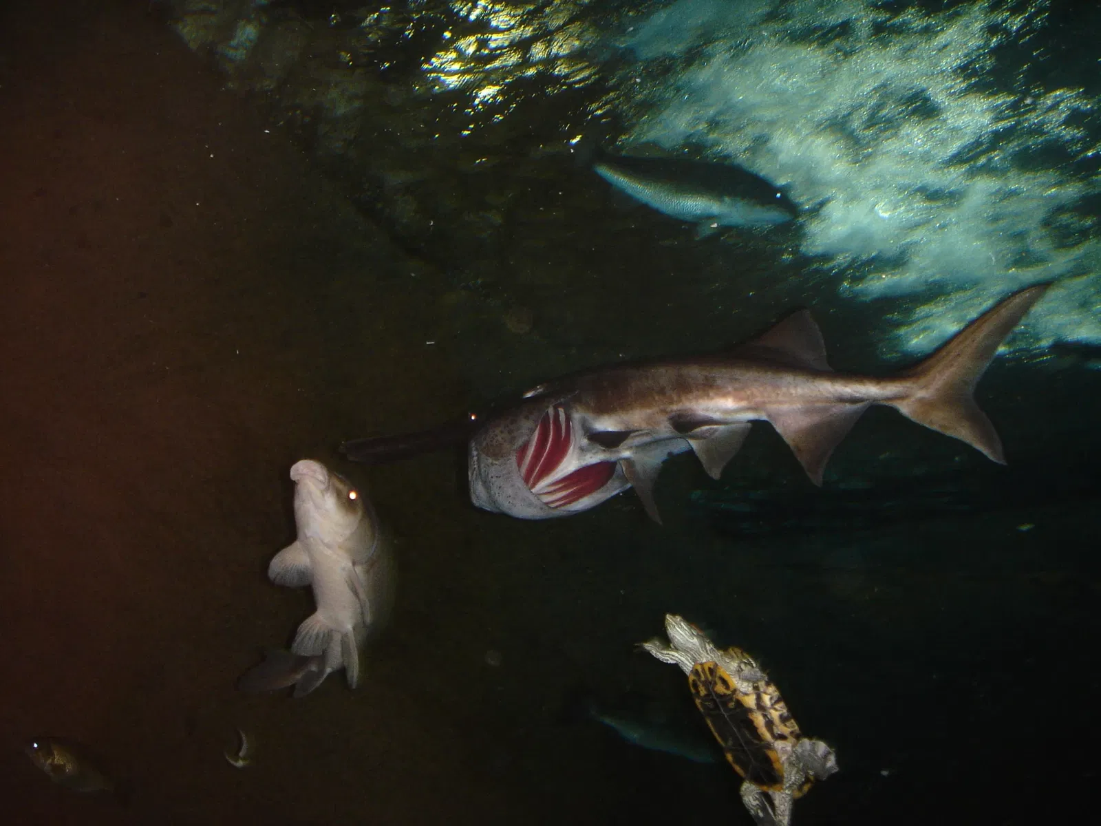 Sea Life at Mall of America