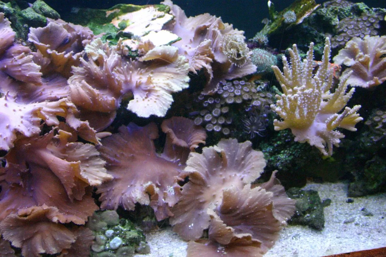 Sea Life at Mall of America