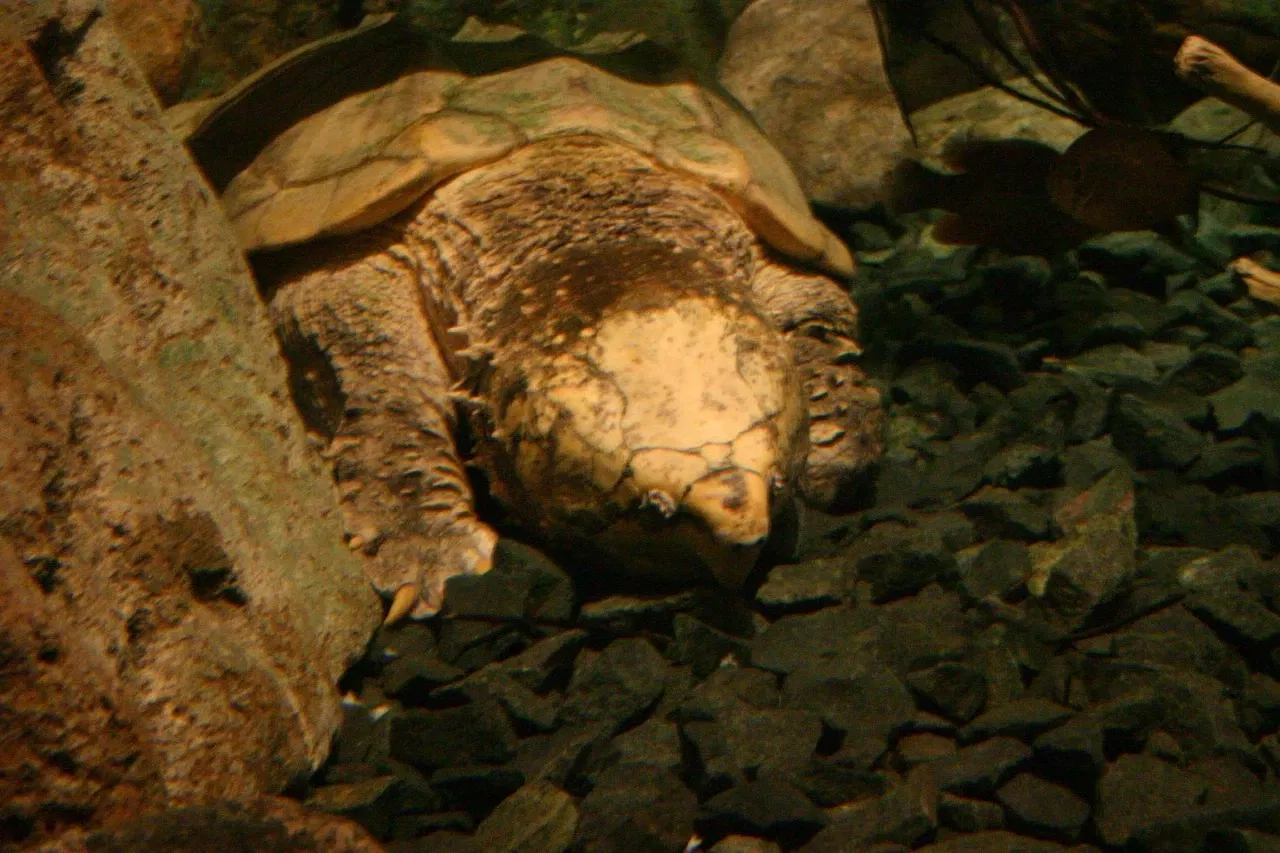 Sea Life at Mall of America