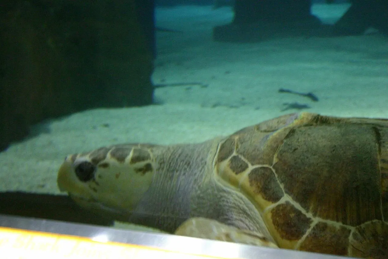 Sea Life at Mall of America