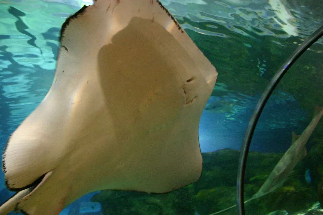 Sea Life at Mall of America