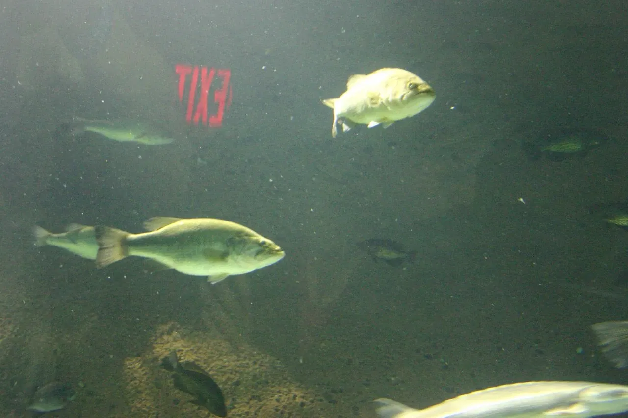 Sea Life at Mall of America