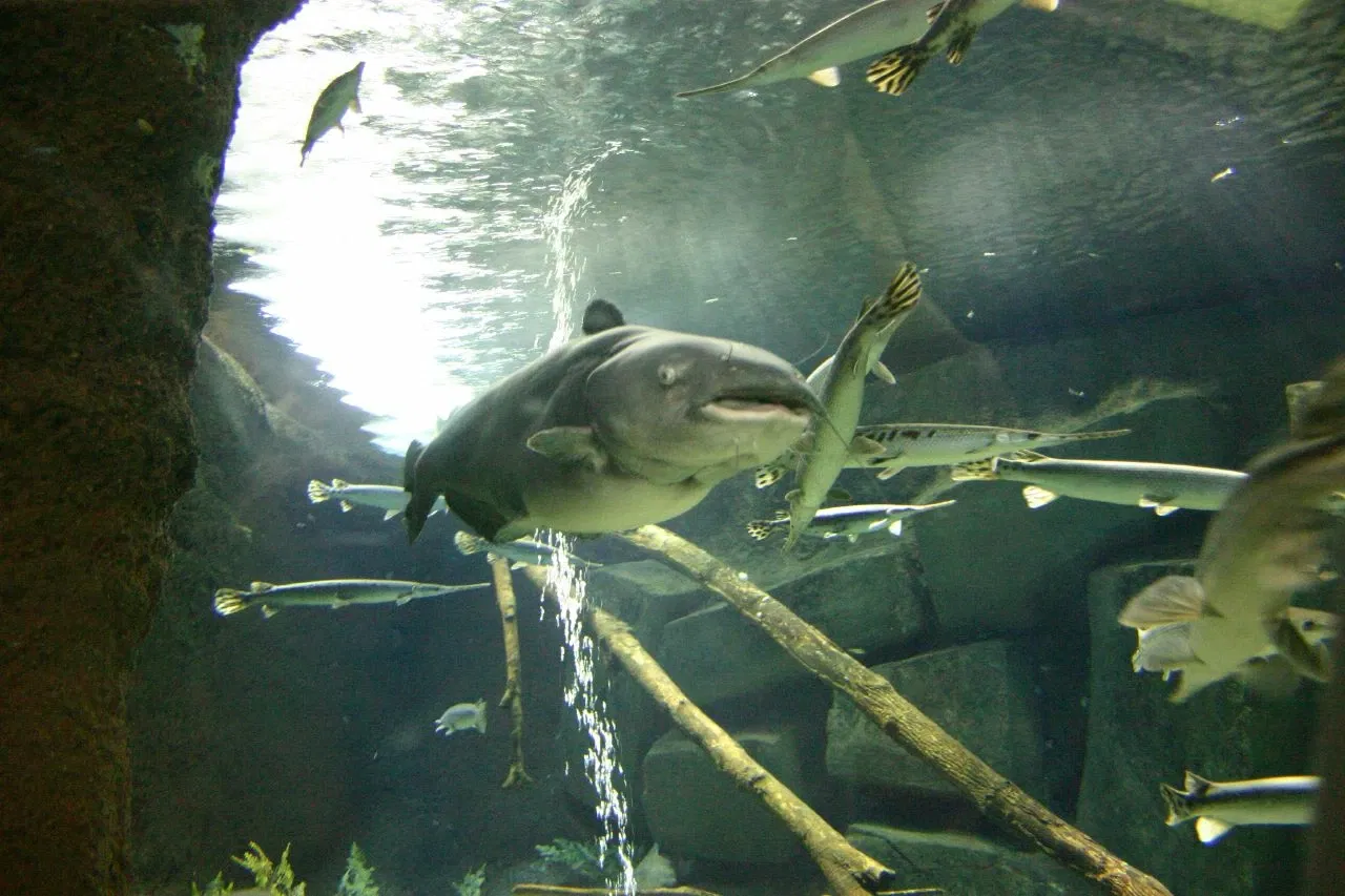 Sea Life at Mall of America