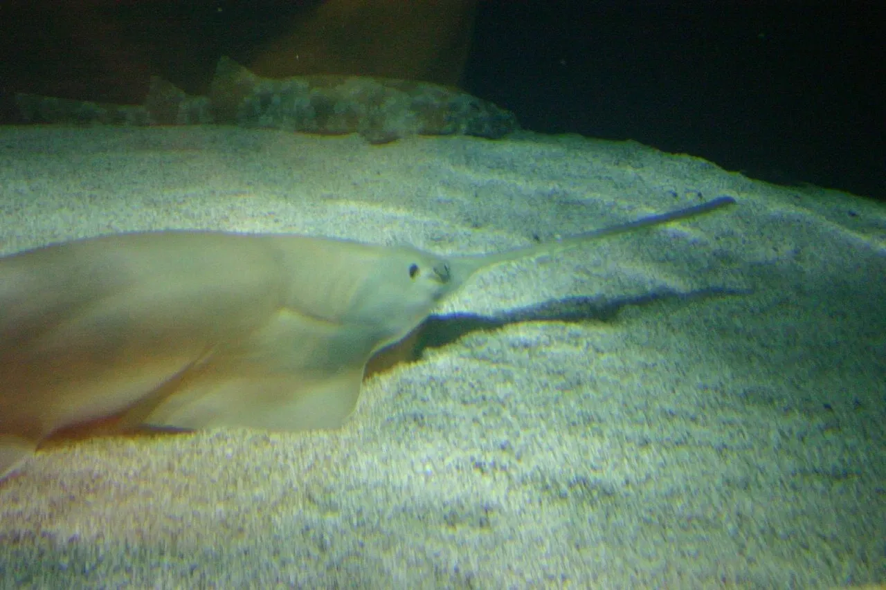 Sea Life at Mall of America