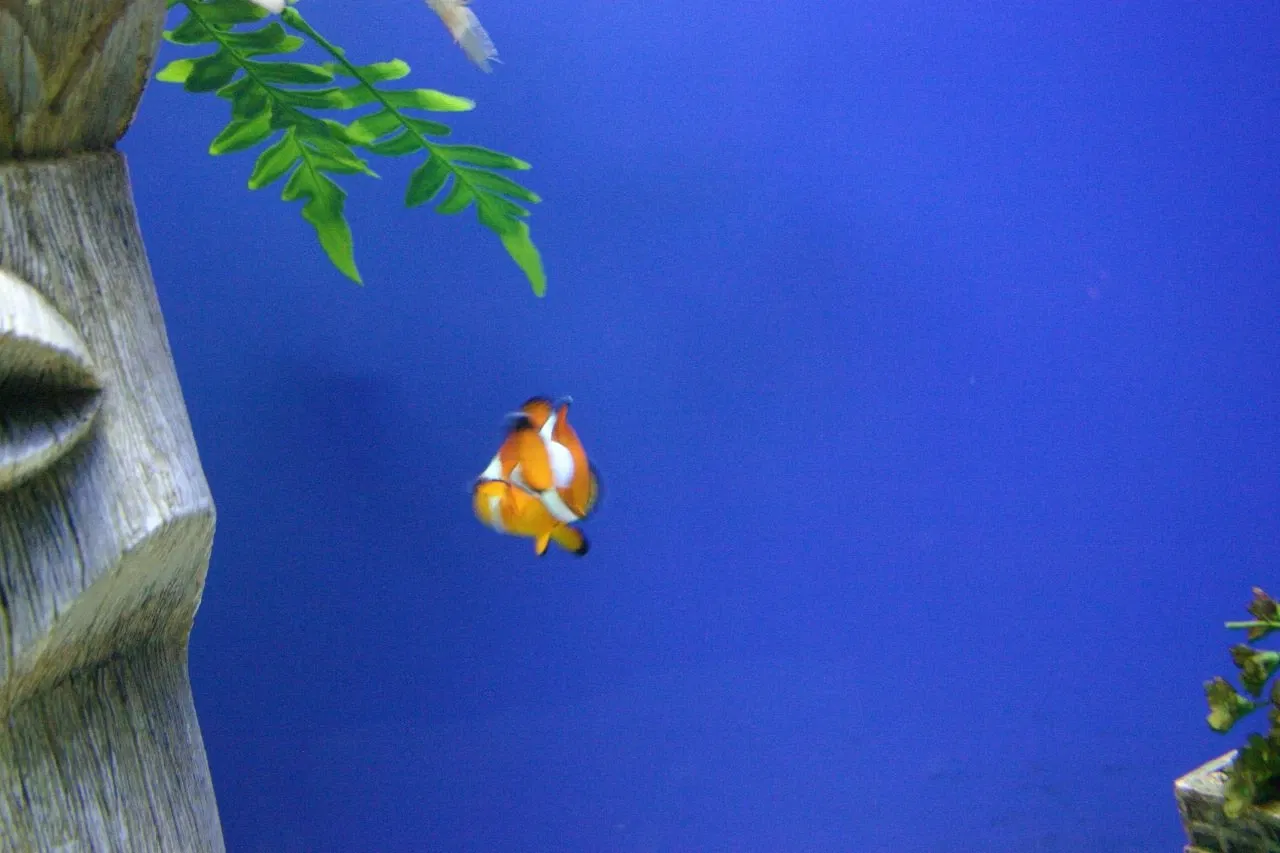 Sea Life at Mall of America