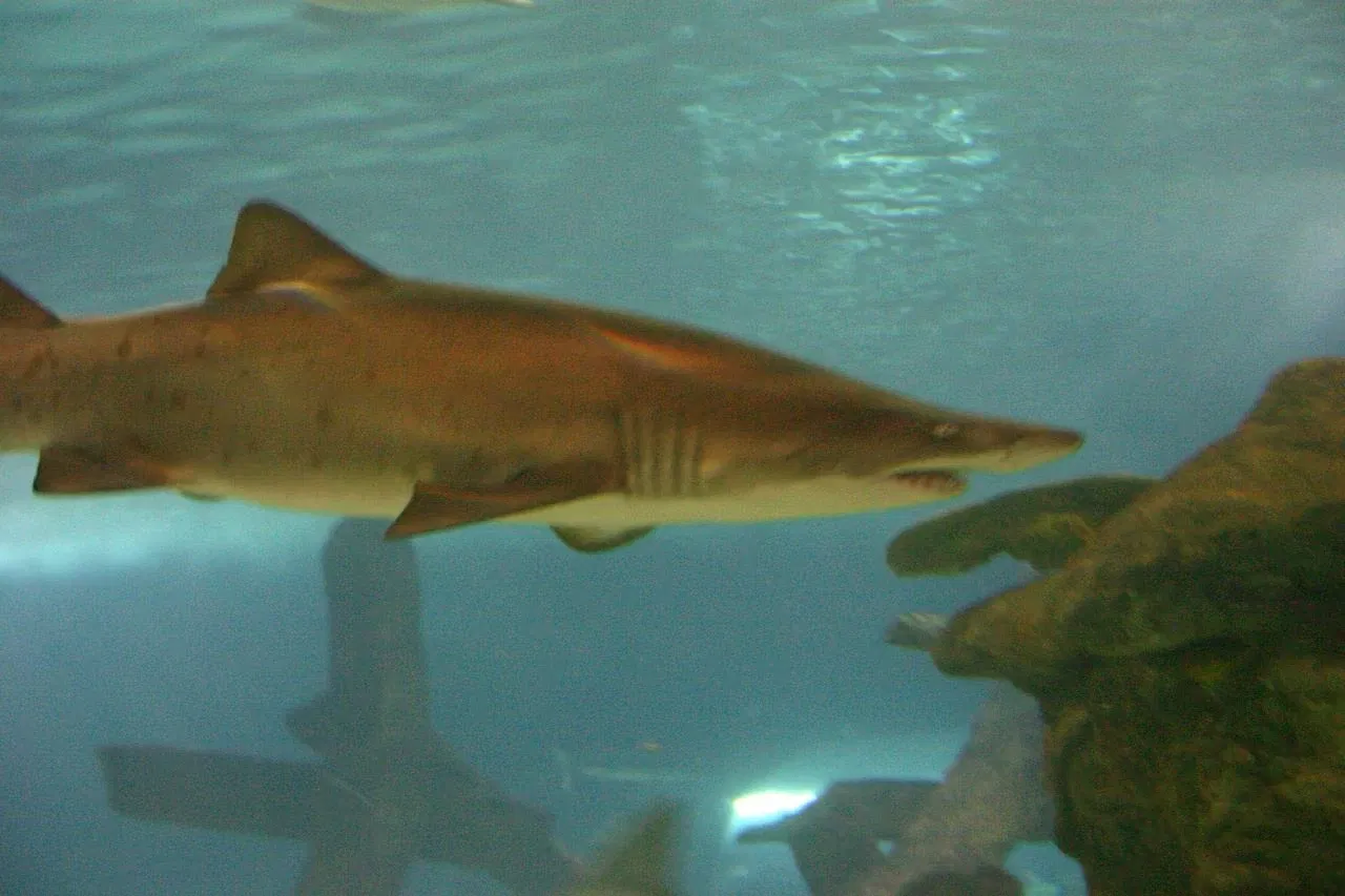 Sea Life at Mall of America