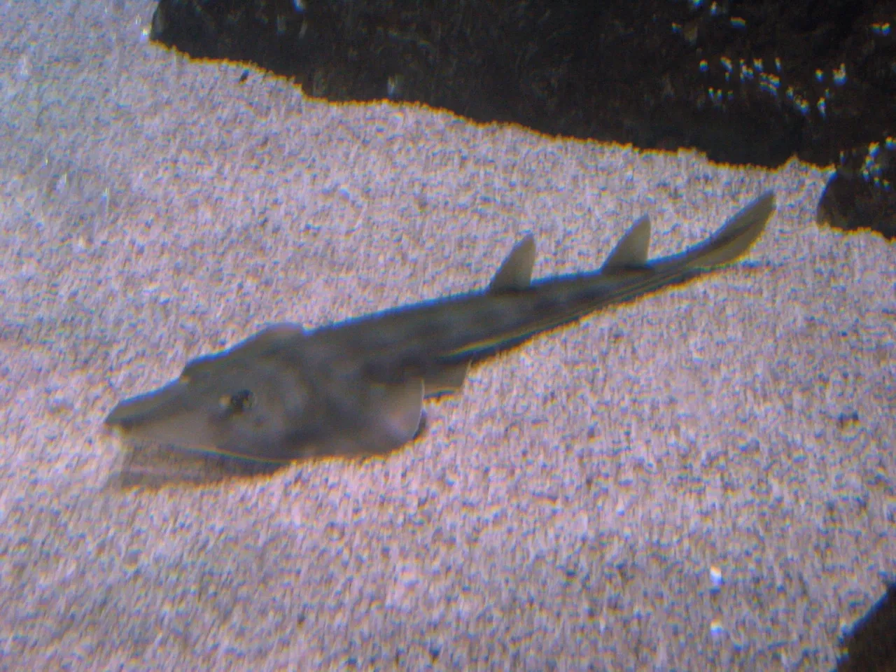 Sea Life at Mall of America