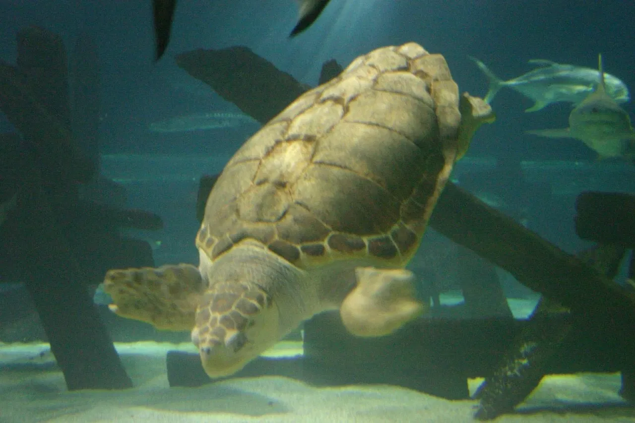 Sea Life at Mall of America