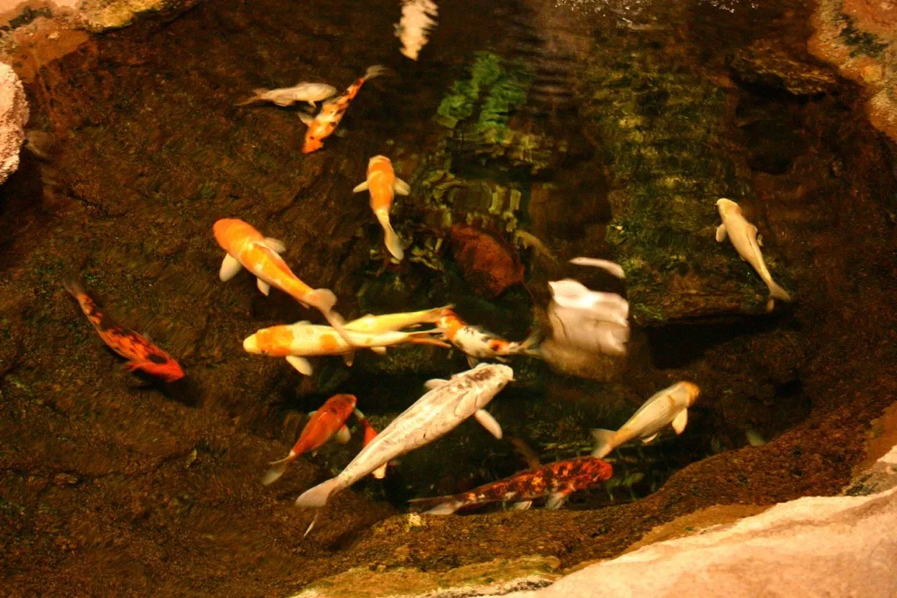 Sea Life at Mall of America