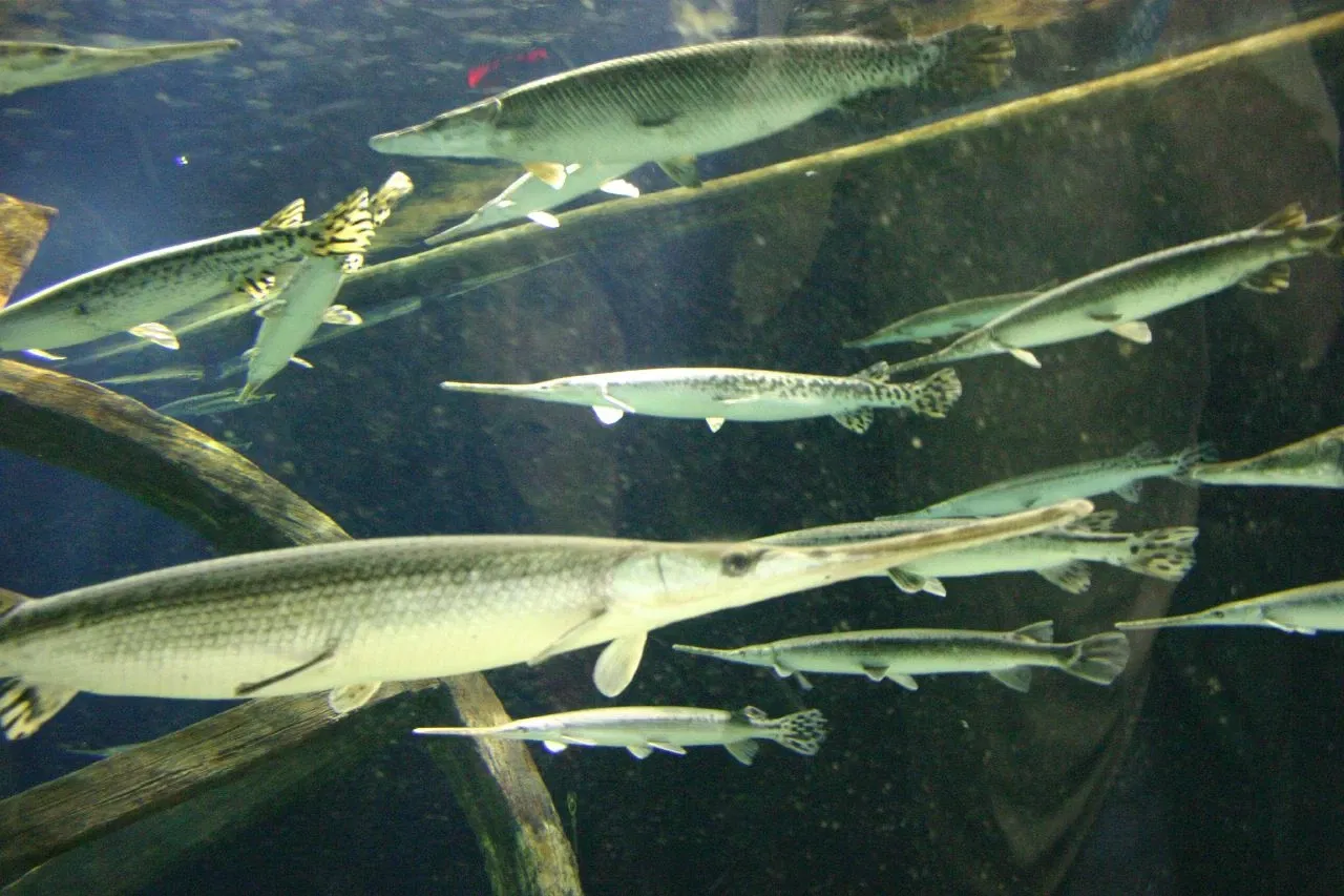 Sea Life at Mall of America