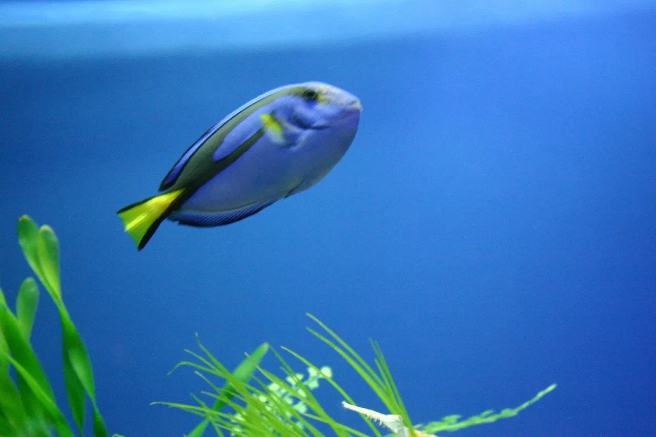 Sea Life at Mall of America