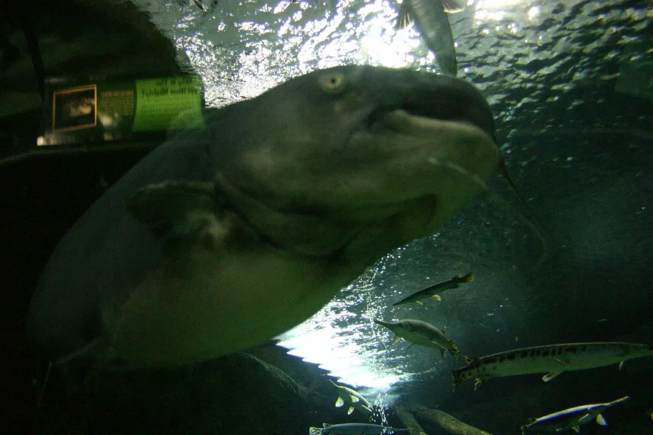 Sea Life at Mall of America